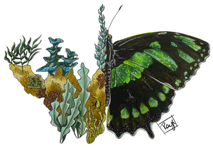 Giclee Art on Canvas-Malachite Butterfly